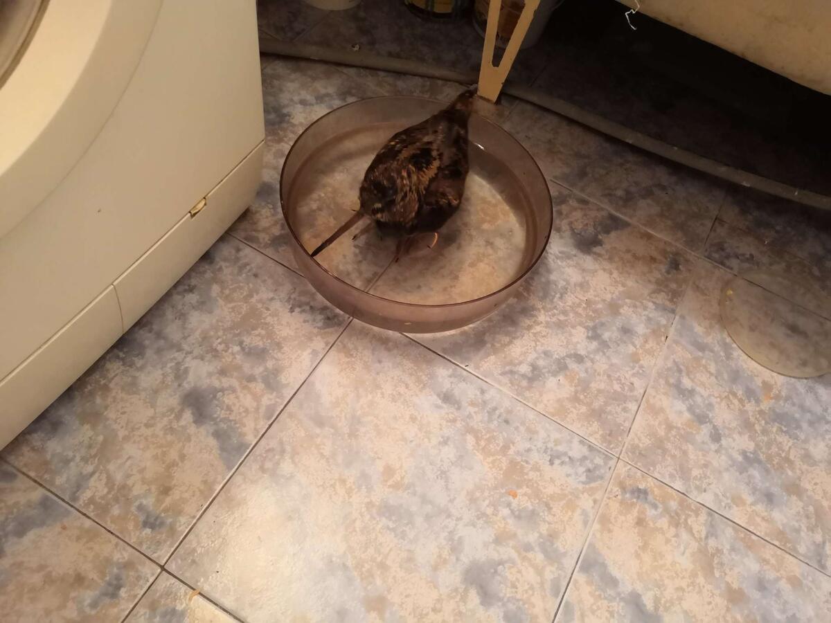 Кука любит купаться.