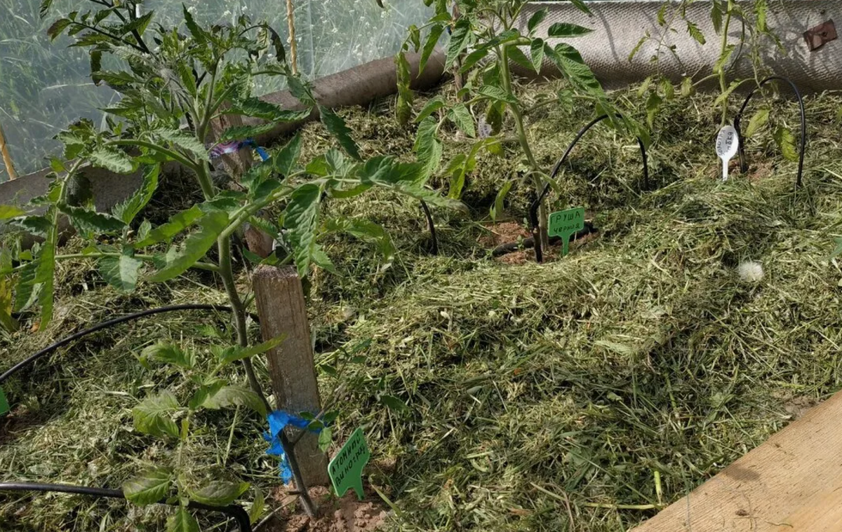 Источник фото: dzen.ru