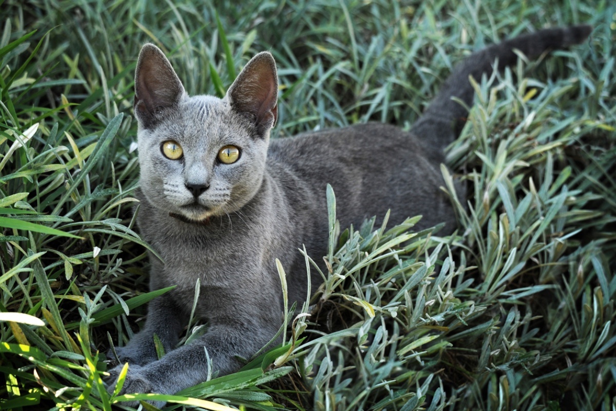 Jennifer Kurt Photography / Shutterstock / FOTODOM📷Русская голубая кошка любит «поговорить» с человеком на своем мурчащем языке, поиграть с детьми или просто понежиться