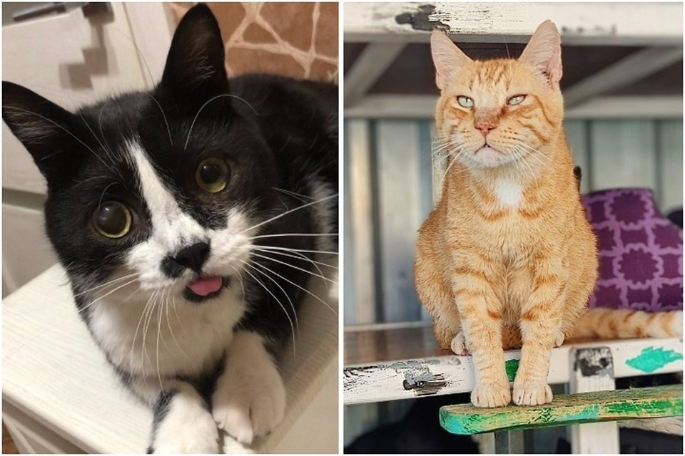    В приюте живут очень харизматичные коты. Фото: Приют для животных «От сердца к сердцу»/Vk