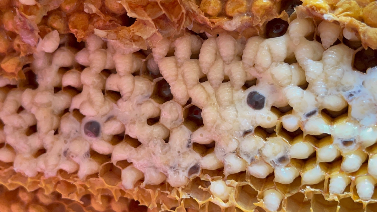 Трутневый расплод 14 дневных личинок