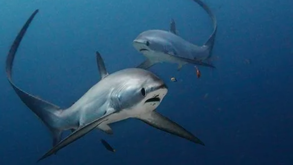 Кто-то хотел бы ее увидеть в воде?