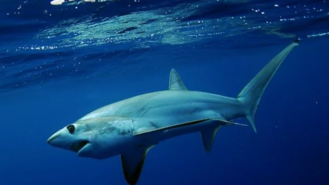 Пацаны, нас выловить хотят, сваливаем!