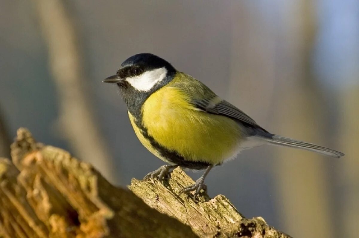    Южноуральцев пригласили принять участие в акции «Синичка»