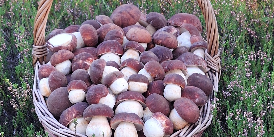 "Грибная корзина 2024" Добавляйте фото на конкурс!