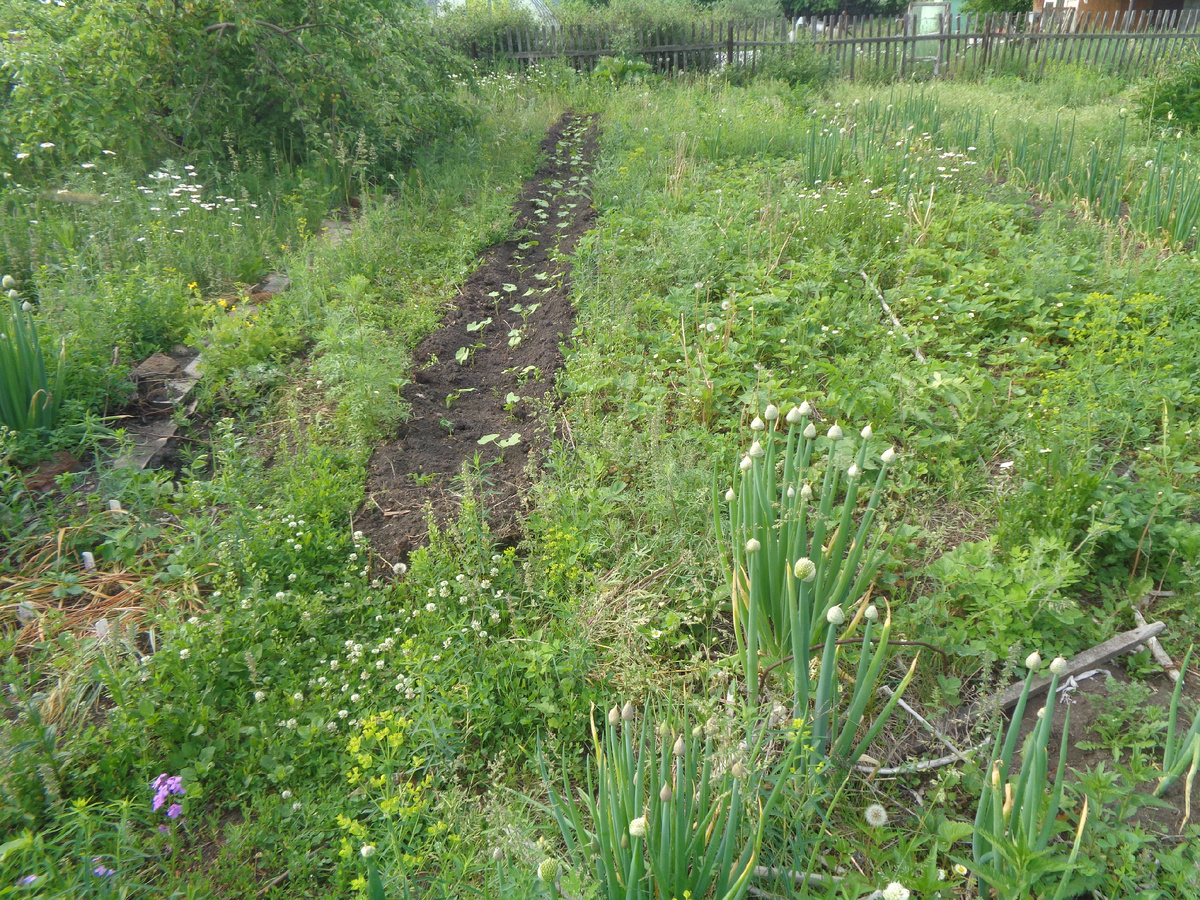 Постепенное осваивание целины