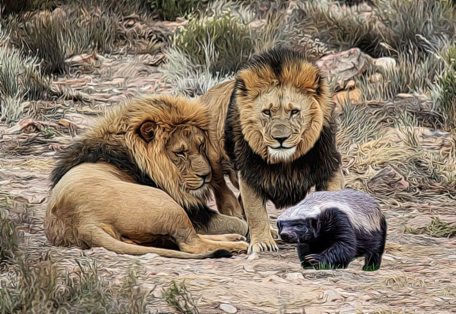 Медоед спокойно идет мимо львов