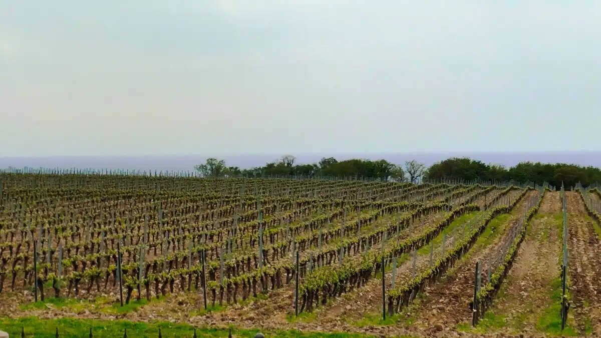  Фото:© Артем Борисов / Glavagronom.ru
Погодные аномалии неблагоприятно скажутся на урожае винограда в Крыму и качестве вин