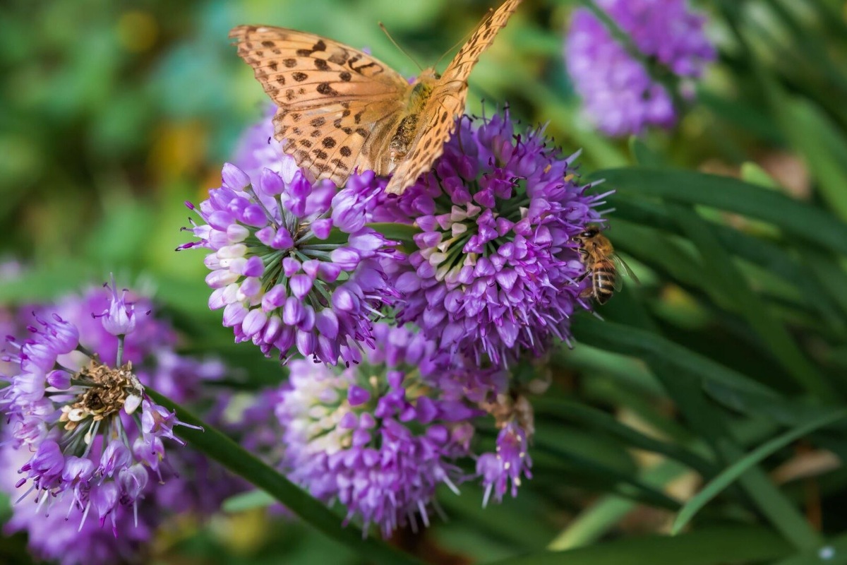     Винные созвездия на вашей даче: для чего сажают несъедобный пурпуровый лук