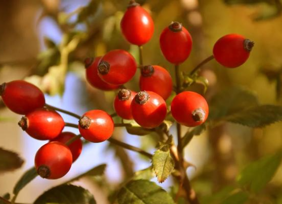 Фото: © Pixabay / Peggychoucair