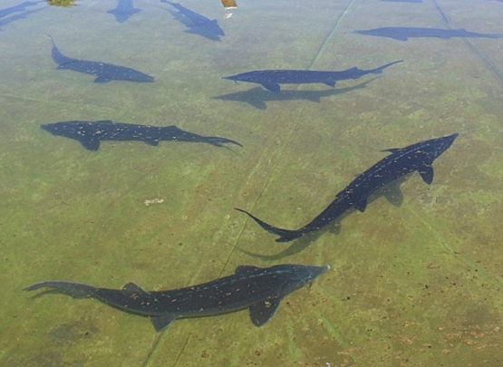 Фото сайта Минсельхоза России