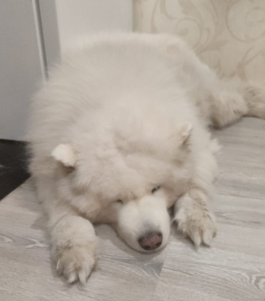 Айсик заболел