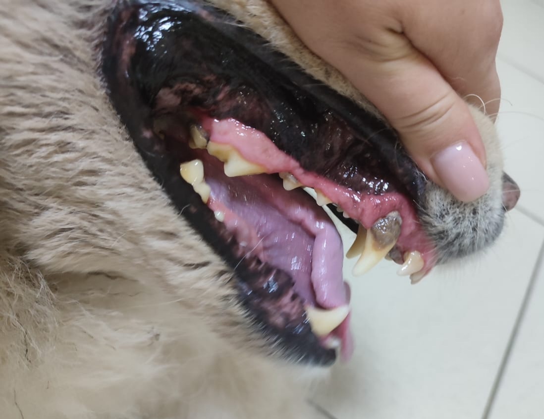 Больной зуб