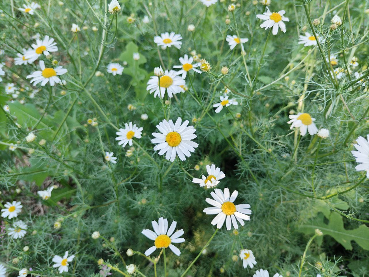 Фото автора.