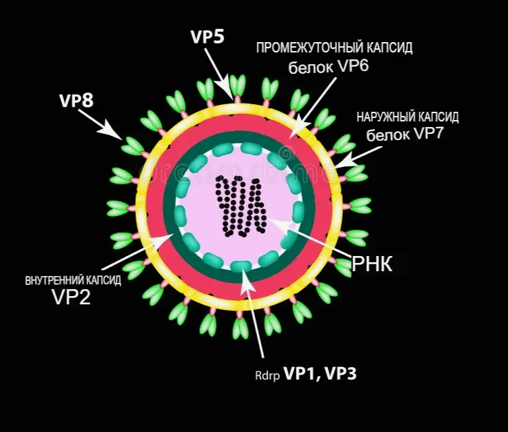 Схематичное строение ротавируса