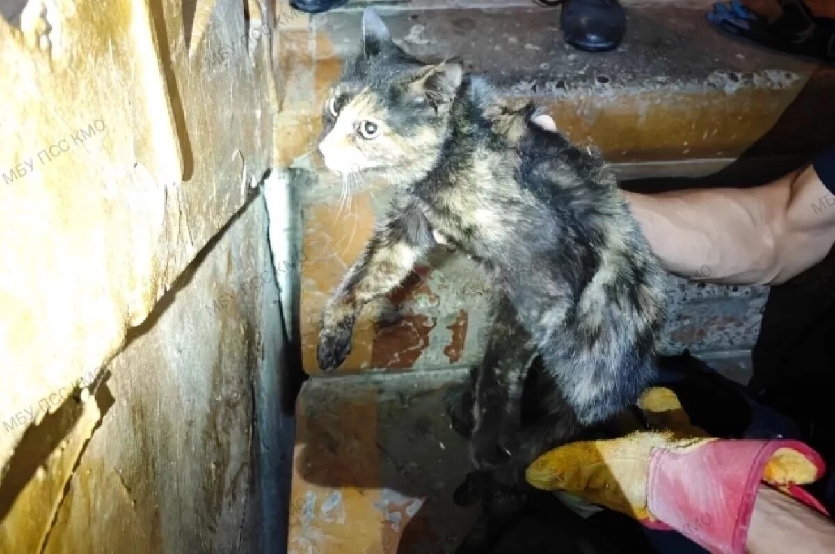    С какой целью кошка залезла в проём между лестничными маршами, осталось неизвестным.