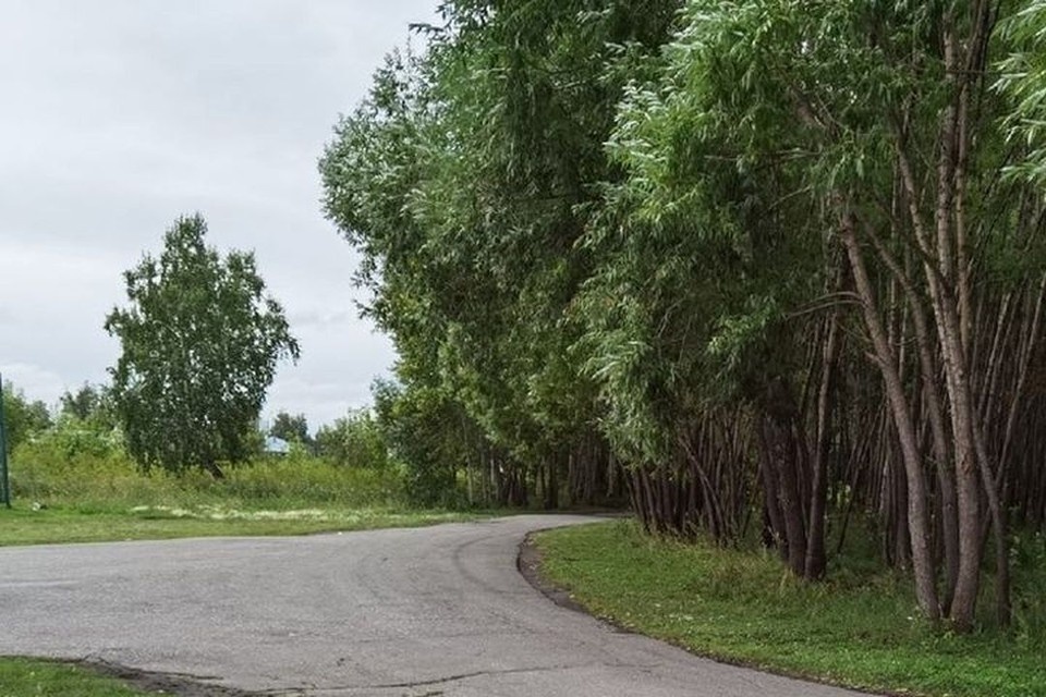 Убийство произошло в роще. Фото: vk.com/gazetakrz