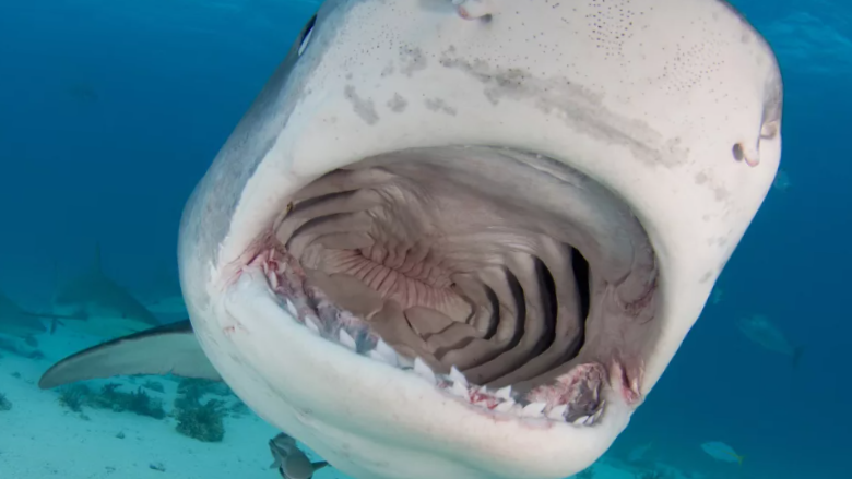 Посмотрите на мои зубы белые и блестящие!