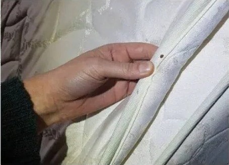 клопы в постели