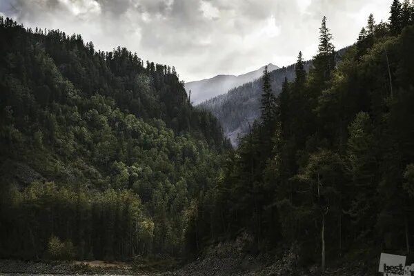 Лесная тишина. Из открытых источников. 