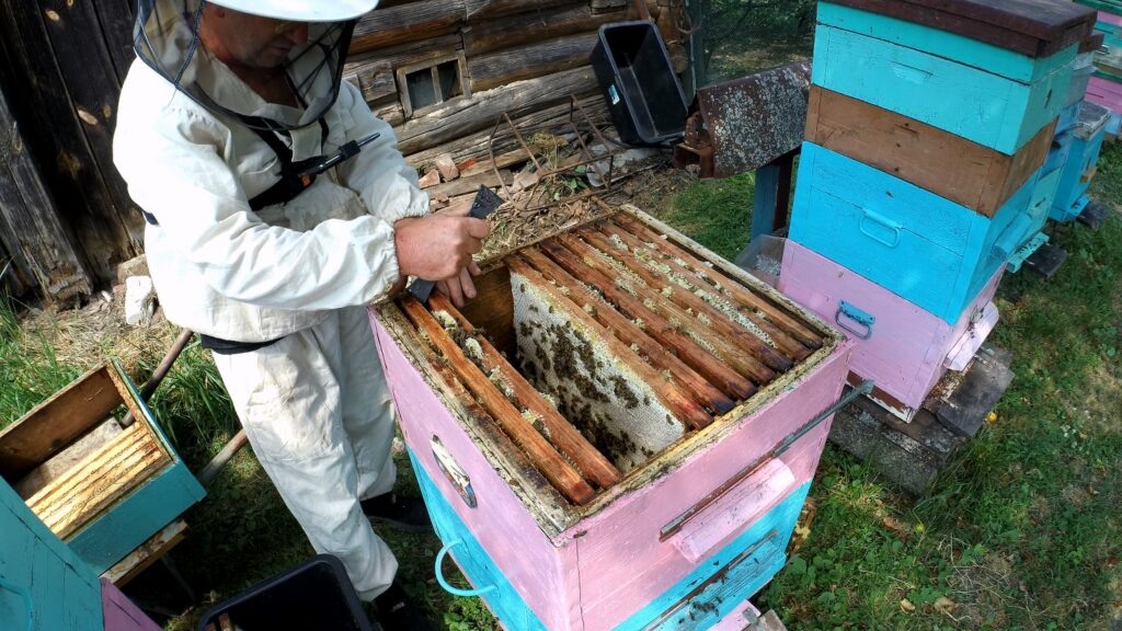 Убираю в августе полномёдные рамки с второго корпуса в хранилище.