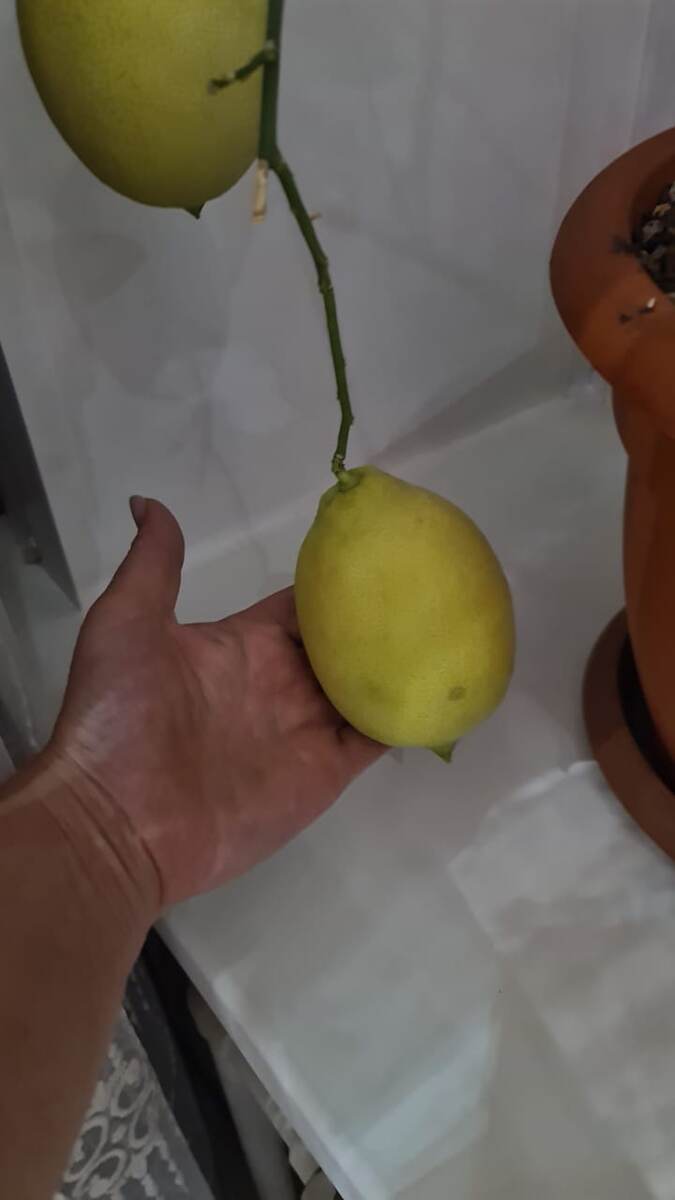 Сорт Лунарио. Плоды огромные, спеют долго