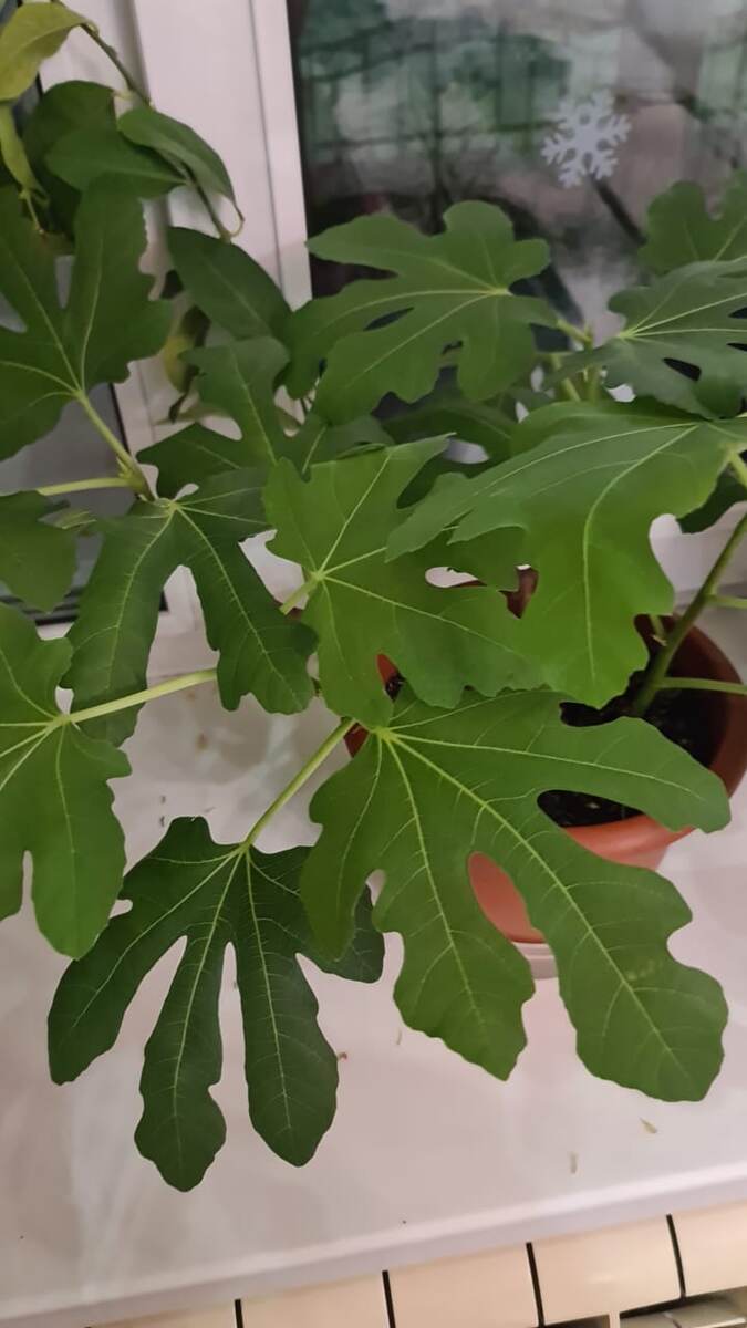 Инжир весной плодоносил, жду повторного урожая