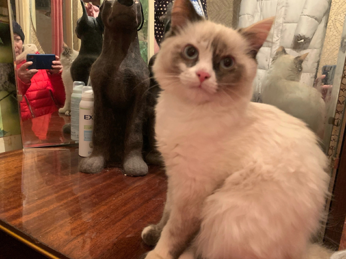 Недеемся , что везение этой помогло этой кошечке обрести дом на всю жизнь