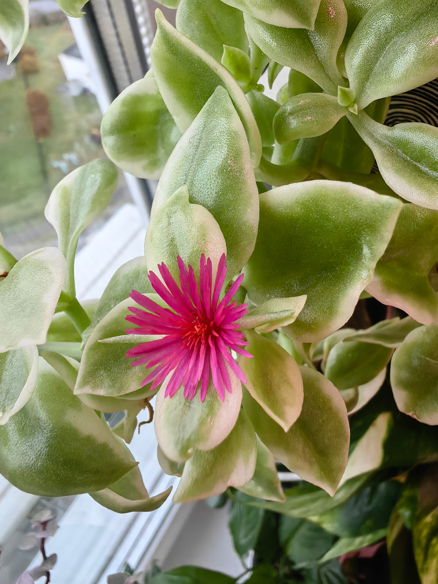 Цветение Аптении.