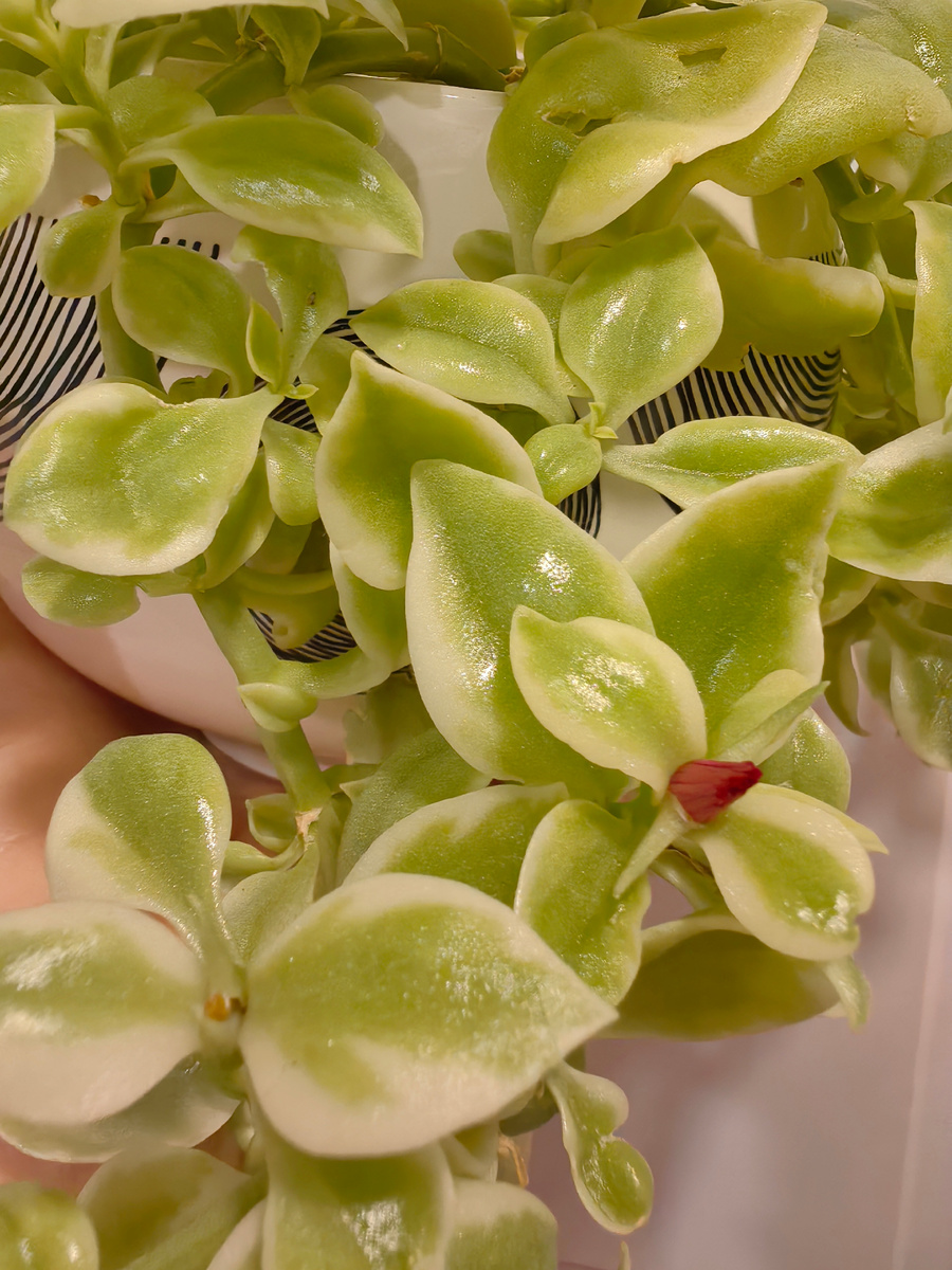 Листья Аптении