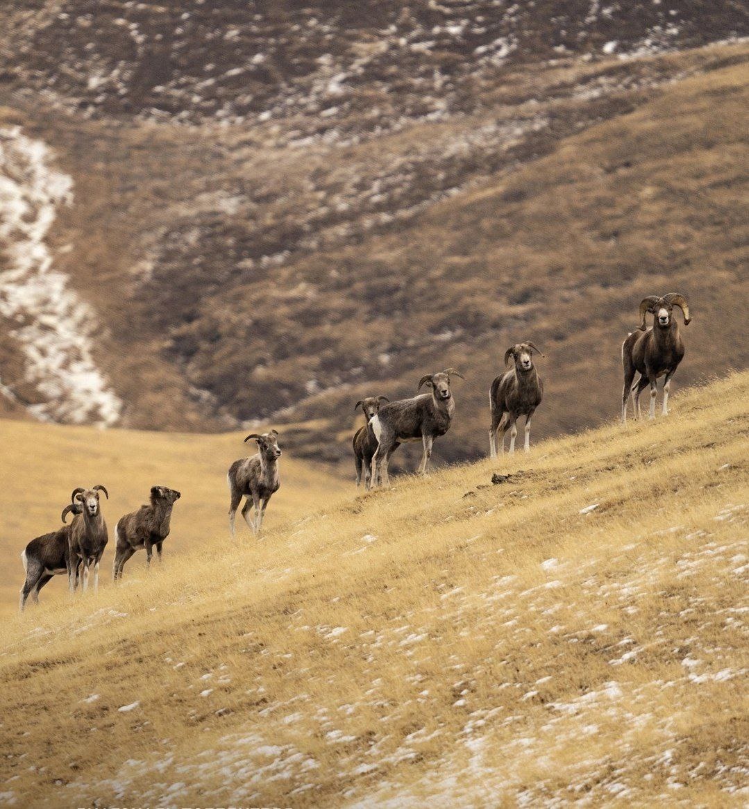 (с) Виктор Тяхт. Диагональ победителя. "Великолепный век" по-алтайски. После брачных боёв с соперниками этот самец принял опеку над всеми самками, стоящими рядом. И это ещё не все вместились в кадр! 