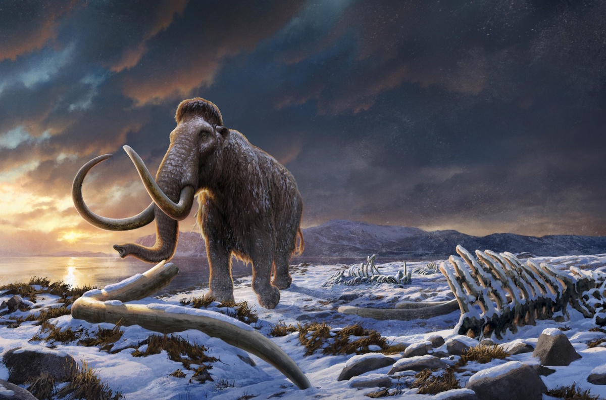 Мамонты вымерли, но как? (Фото: scitechdaily.com).