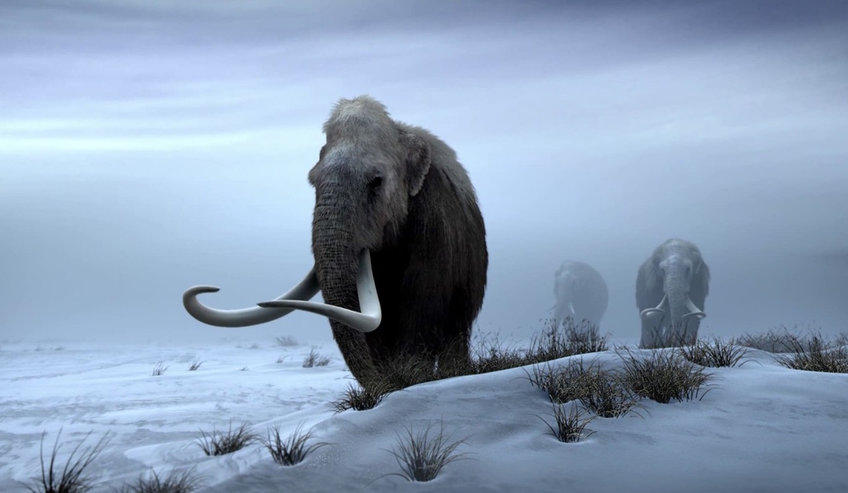 Сокращалась ли популяция постепенно, или было спонтанное вымирание? (Фото: m.media-amazon.com).