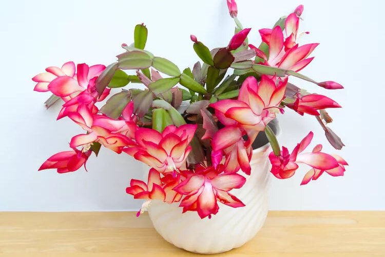     Самое праздничное комнатное растение: как ухаживать за рождественским кактусом