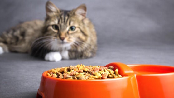    Кошка отказывается от еды: эксперты объяснили, почему питомцы вдруг не хотят есть корм Роман Захаров