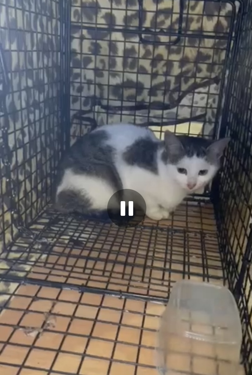 Один из отловленных котят 