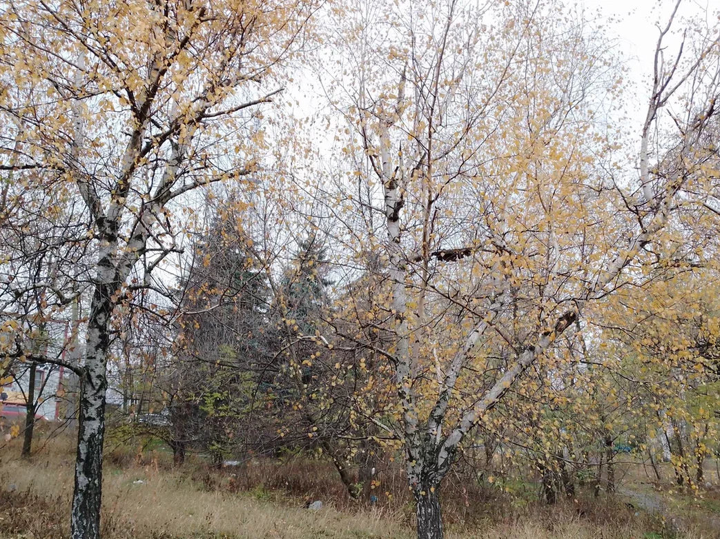 Осень сыро.