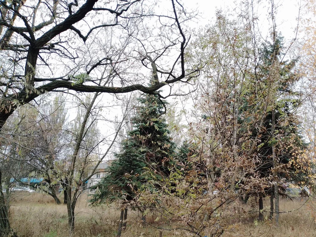 Листья опадают.