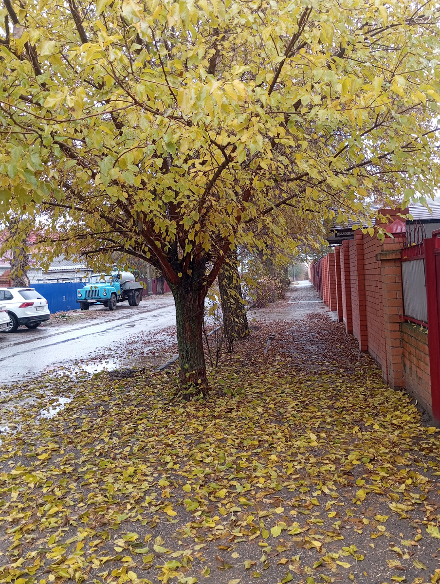 На некоторых улицах ещё золотой листопад. 