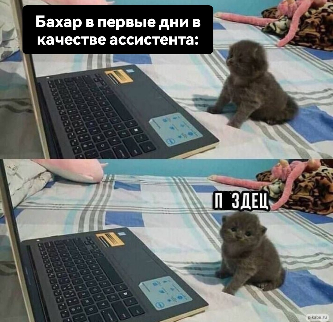 Изображение взято из открытых источников. Текст на фоне принадлежит автору канала gayaziaa. 