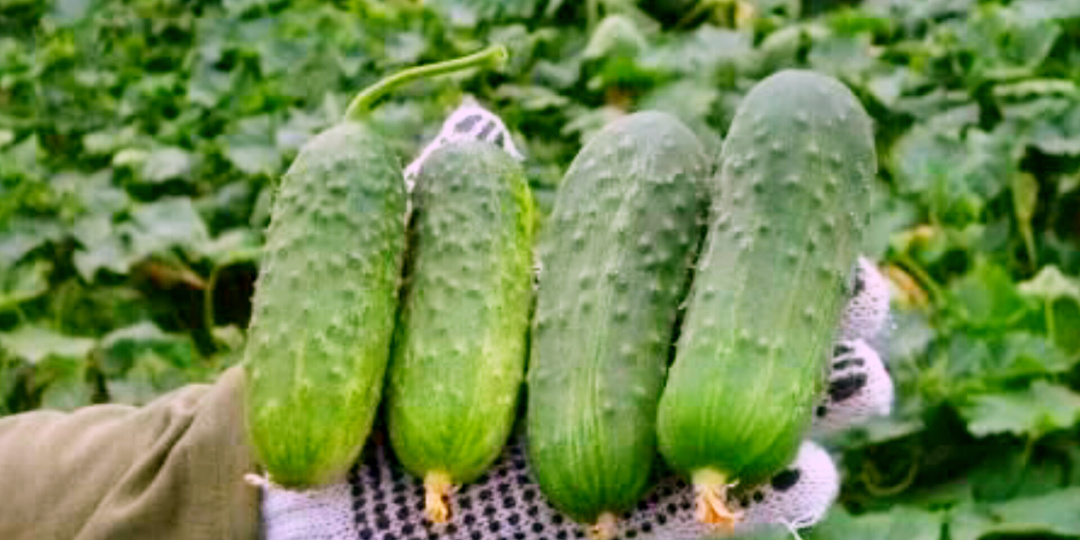 Сравниваю вкус 6 сортов раннеспелых огурцов – три года трудов. 4 удобрения благодаря им каждую неделю снимал с куста 5 кг гарантированно