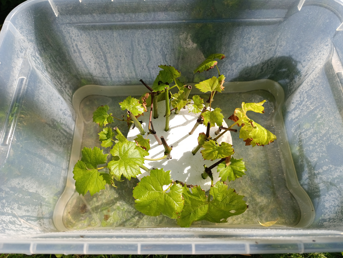 укоренение винограда летом