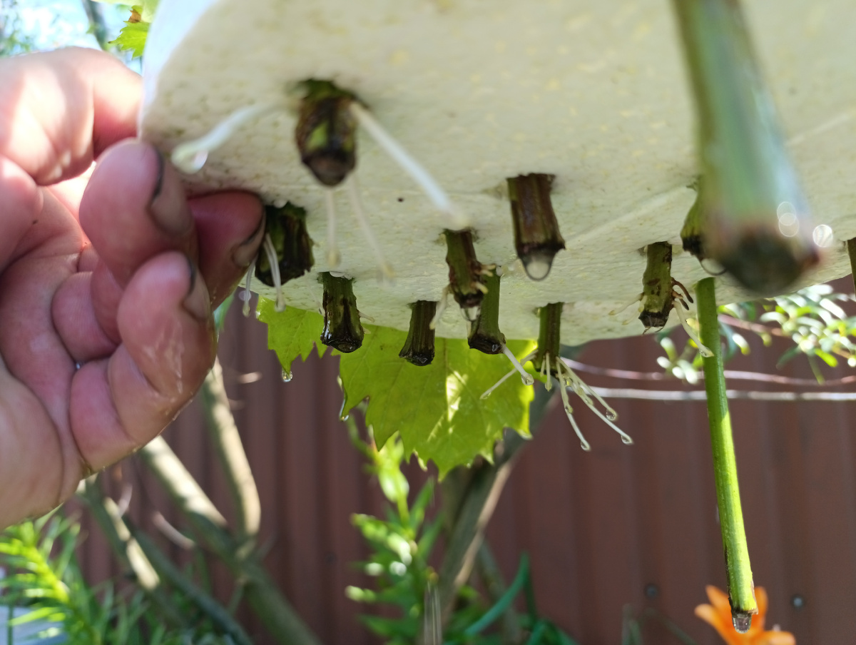 укоренение винограда в воде