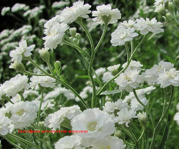 Гипсофила метельчатая махровая белая. Скрин и обработка автора