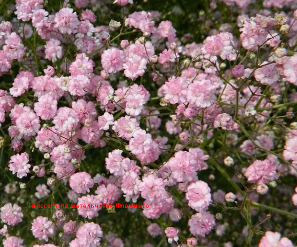 Гипсофила метельчатая Фламинго. Скрин и обработка автора