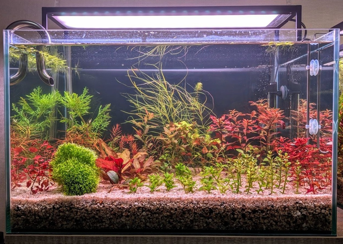 Фото: Останин Роман. г. Киров