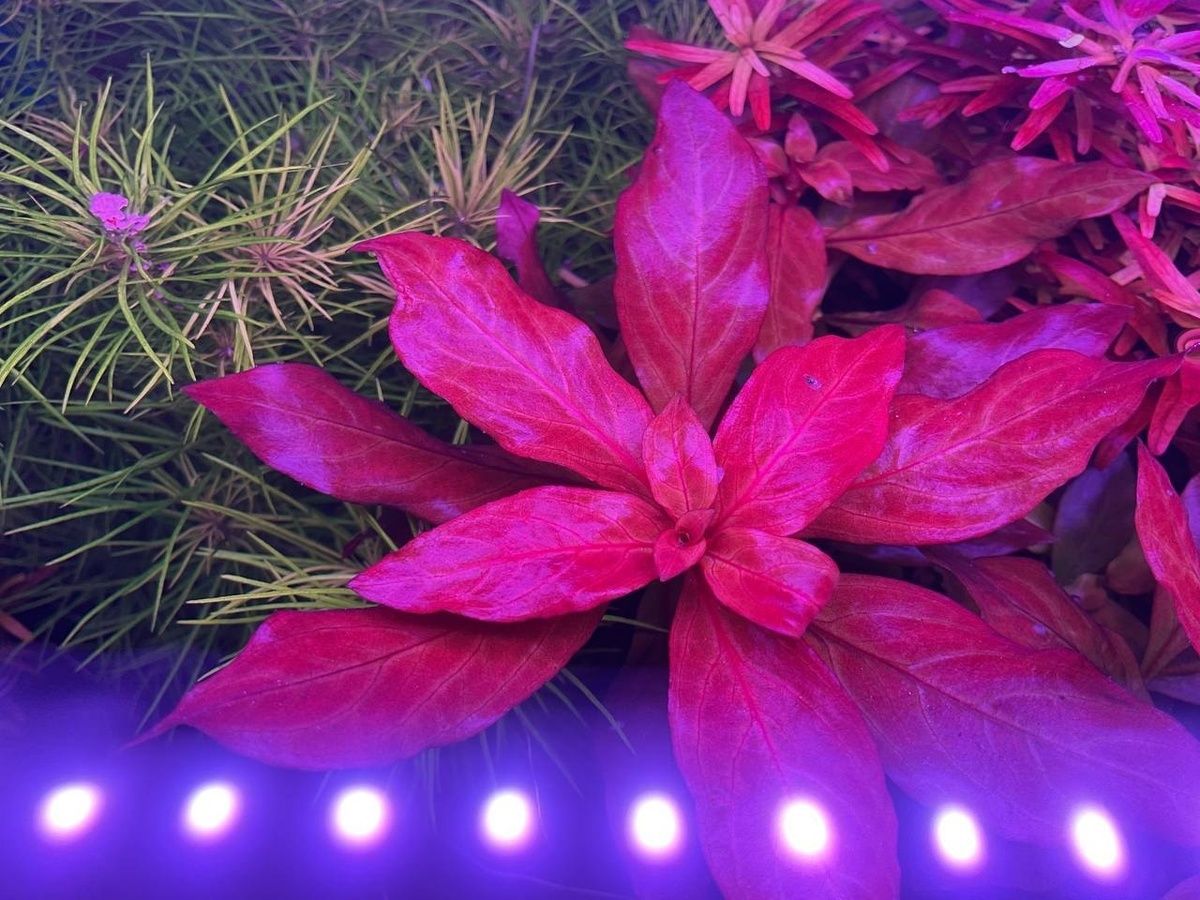 Фото: Сергей Московчук, г. Благовещенск