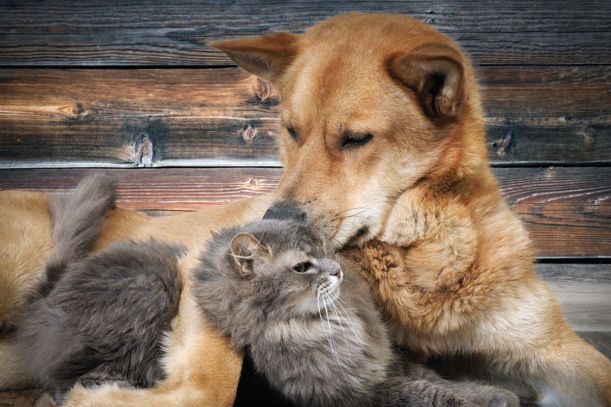 Кошка с собакой 