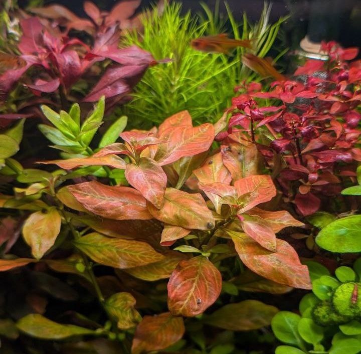 Фото: Андрей Старков, г. Пенза