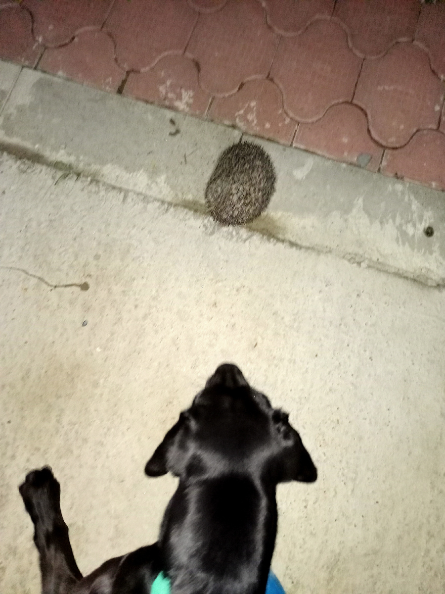 Чудом удалось ежа из Тоника вытряхнуть!